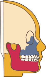 上あご（青い部分）の前方への成長